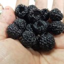 달자농장 이미지