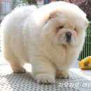 마이차우 이미지