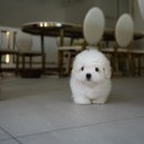 우아퍼피 이미지