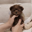 버디독 강아지분양 안심분양센터 서울 영등포점 이미지