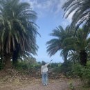 금능서시 이미지