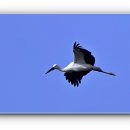 황새둥지 이미지