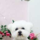 블링블링펫미용 이미지