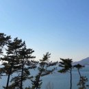 해송과 바다 이미지