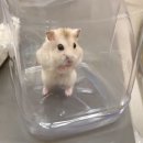 CH동물병원 네이버블로그