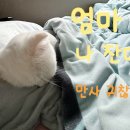서초이음동물병원 네이버블로그