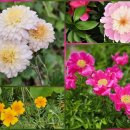 산과 들의 약용식물 이미지