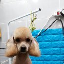 사랑해줄개 애견샵 이미지