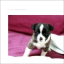 썸바디 독스 이미지