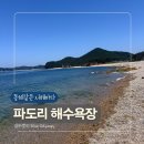 서해환경내자판기 | 태안 파도리 프리다이빙 후기 | 서해 다이빙 포인트·시야·수온 총정리