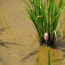 판관오리 이미지