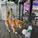 (주)애니언파크 | 울산 반려견동반식당 나정에가면 라면전문점 내돈내산 후기(애니언파크에서 놀고 여기 많이들 오신다 함)