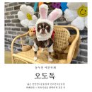동두천-025 | [애견동반카페] 1104 가을만끽 신나게 뛰뛰하러 가즈앗!! &#34;동두천애견카페 오도독&#34; 강아지일상 강아지OOTD
