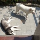 평온주유소 이미지