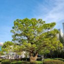 덕정 느티나무길 이미지