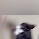 부부츄 이미지