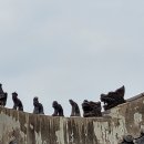 배성자원 | 봄을 품은 창덕궁 - 창덕궁 여행