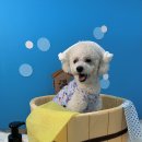 대구애견호텔 애견유치원 모여라솜뭉치 본점 이미지