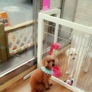 이뿌개 귀엽개 이미지