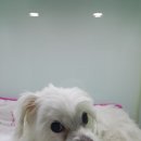 제갈견동물병원