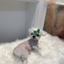 하이퍼피 | 사직동 애견미용피부는 '하이퍼피' 강아지 예쁘게 하는 방법