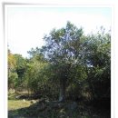 동백동산 이미지