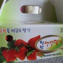 하하하딸기농원