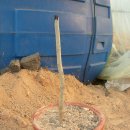 황칠나무집 이미지