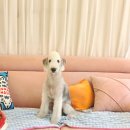 알로하펫 이미지