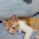 카카오 N 동물병원 이미지