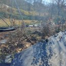 드디어 불루베리 피트모스 보충 작업을 시작 했습니다. 이미지