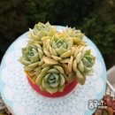 옐로우 펀 이미지