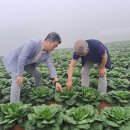 강릉청과