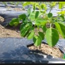 신가네농장 이미지