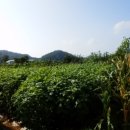 집현면1 이미지