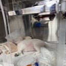 수동물메디컬센터 | [강아지,고양이] 24시응급 동물병원 서울과 경기지역 주소, 전화번호 정리