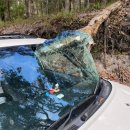 유리나무 이미지