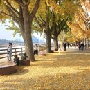 은행나무길 이미지