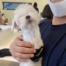독타곤 이미지