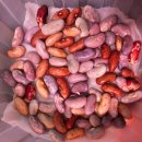 은지농장 | 비넝쿨강낭콩 모종만들기 ~ 텃밭 정식까지 기록