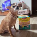 덴탈플러스 | 노령견 강아지 덴탈껌 추천 카누들 잇몸플러스 효과 성분 사이즈 후기