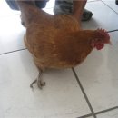 도식농장 이미지