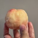 햇살 | 농라 '의성햇살복숭아' 천봉 후기