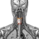 hyoid bone and thyroid cartilage(목뿔뼈와 방패연골) 이미지