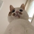 이야옹 이미지