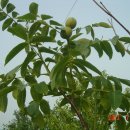 호두나무 이미지