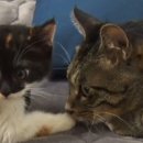 자매하우스민박 이미지