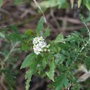 섬쑥부쟁이 Asteraceae (국화과) ＞ Aster (참취속) ＞ pseudoglehnii (섬쑥부쟁이) 이미지