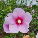 한국열린사이버대학교 | 김기숙회장경기도가볼만한곳지방정원양평세미원 한국열린사이버대학교 자연숲치유산업학과 뉴스21통신