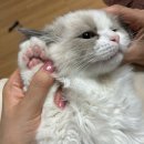 고양이 발바닥 털관리 필수템 딩동펫 타이니 흡입 바리깡 롯데마트 2만원 내돈내산 실사용 후기
